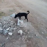 دوقلاده سگ هم قل