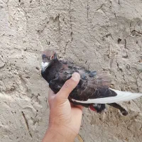 کبوتر