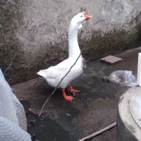 قوقاز