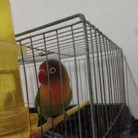 کوتوله برزیلی بالغ