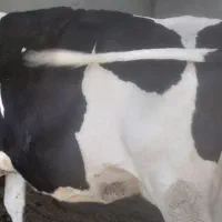 گاو