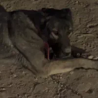 سگ کنگال ماده 1.5 سال