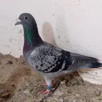 بدرنگ 400