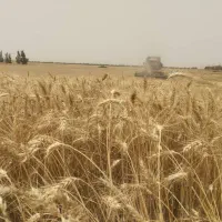گندم امسال