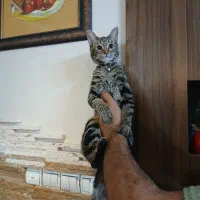 واگذاری گربه