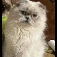 گربه