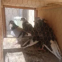 کفتر