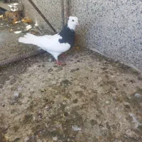 طوقی طوق کبوتر کفتر