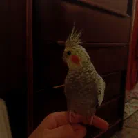دوعدد عروس هلندی نر وماده