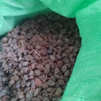 کشمش ابگیری و ضایعات کشمش