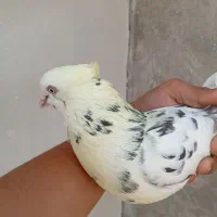 کبوتر سالم