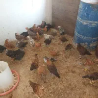 جوجه گلپایگان و بومی