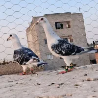 شامی‌مگس عطیقه میخایی بخون