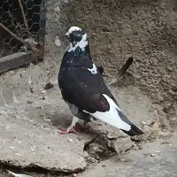 کبوترشازده