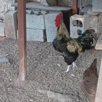 یک عددخروس محلی