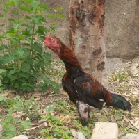 خروس لاری