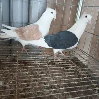 کبوتردوکت زردمشگی یهودی کله سیاه پلاکی کالیر