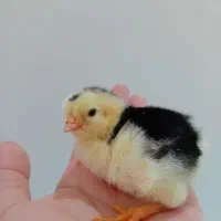 جوجه گلپایگانی.گردن لخت.چهل تاچ