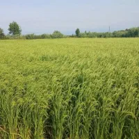 برنج هاشمی فوق اعلا