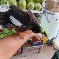 مرغ مینا سخنگو رخ به رخ