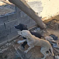 واگذاری|سگ|میلاجرد, |دیوار