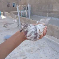 کفتر تهرانی