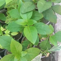 تولید گل|گل و گیاه طبیعی|فین, |دیوار