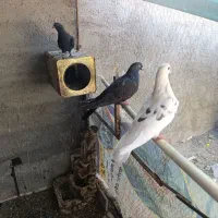 کفتر پرشی قیمت کشتنی
