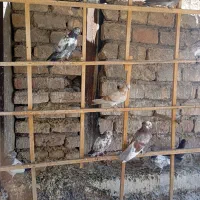 کفتر|پرنده|ساوه, |دیوار