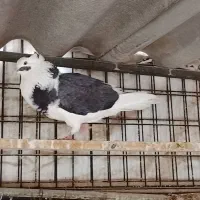 کبوتر نر جوان