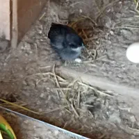 2 جوجه سیاه قشنگ موجود است