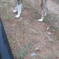 سگ گله