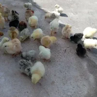 جوجه، برهما،ابریشمی موجوده