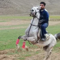 اسب