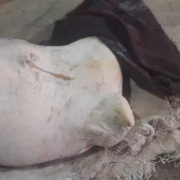 کمه گوسفندی