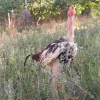 جوجه یک روزه لاری