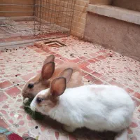 خرگوش