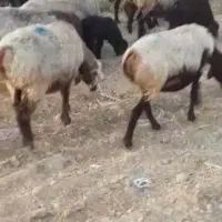 تعدادی گوسفند بفروش میرسد