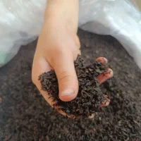 چای بهاره 1405