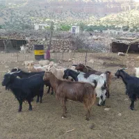 فروش بز چاق گوشتی