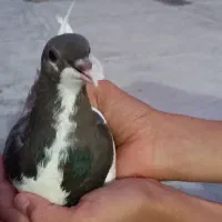 پرنده