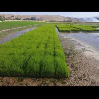 سینی نشا