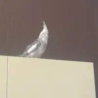 گمشده