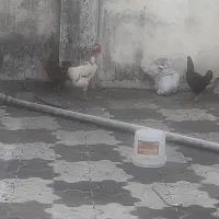 خروس و ۳ عدد مرغ تخم گذار