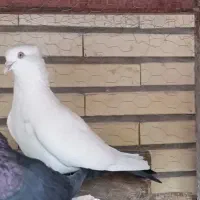 دم سیاه نر