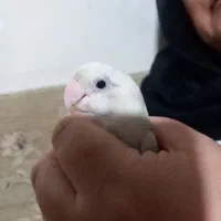 طوطی برزیلی سفید