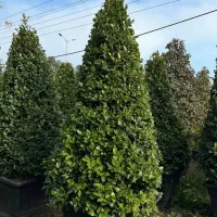 فروش یاس هلندی ( هرمی و پیوندی )