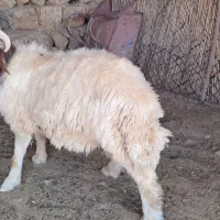 بره نر مورموری