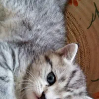 بچه گربه