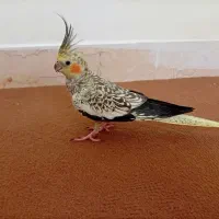 پرنده عروس هلندی